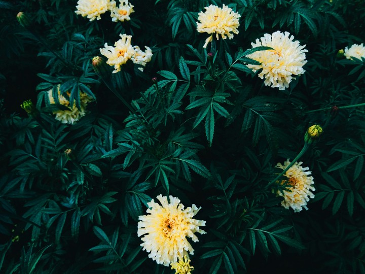 flowers