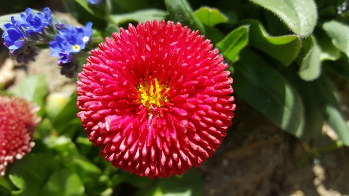 Blume/flower/kukka/blømst
