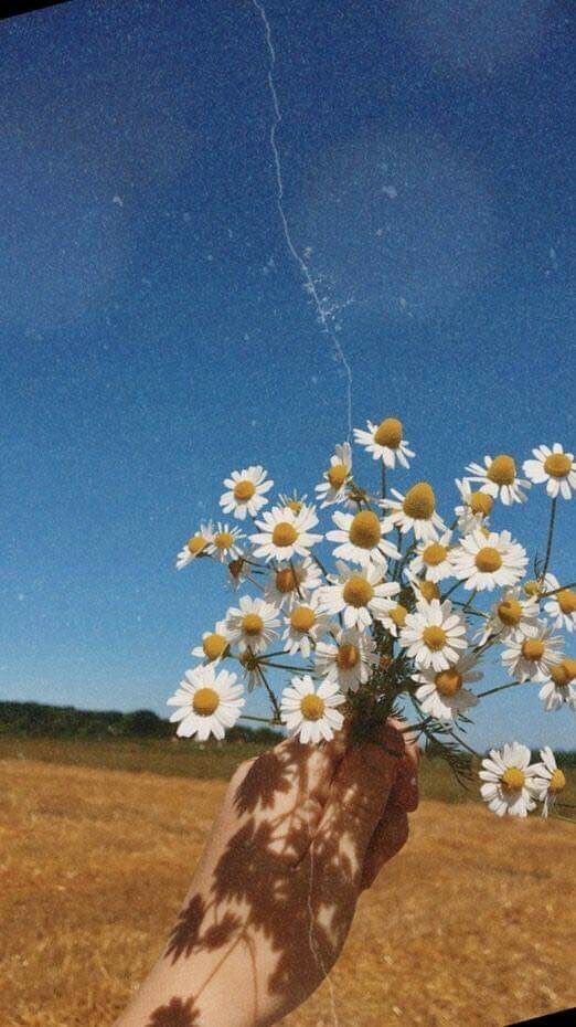 обои
