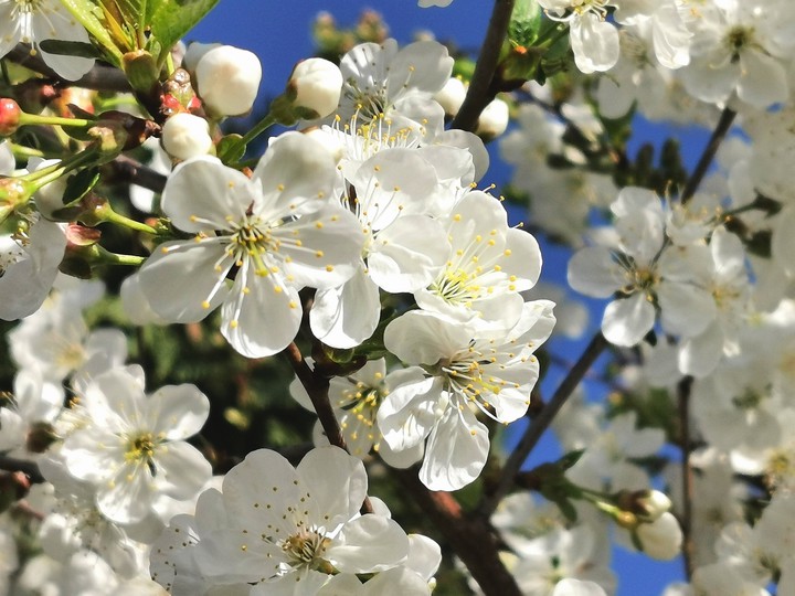 flowerbuds