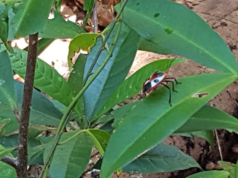 Daintree Rainforest, North Queensland