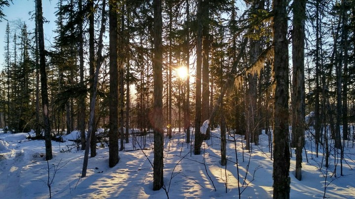 forest