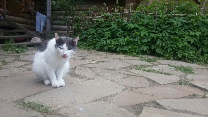 кот