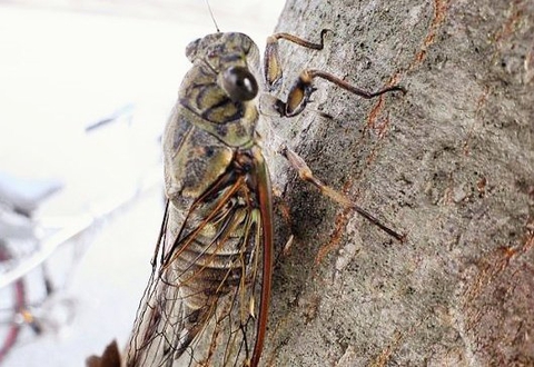 cricket, arthropod wallpapers