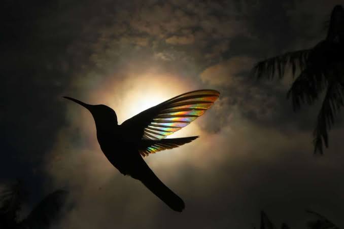 humming bird