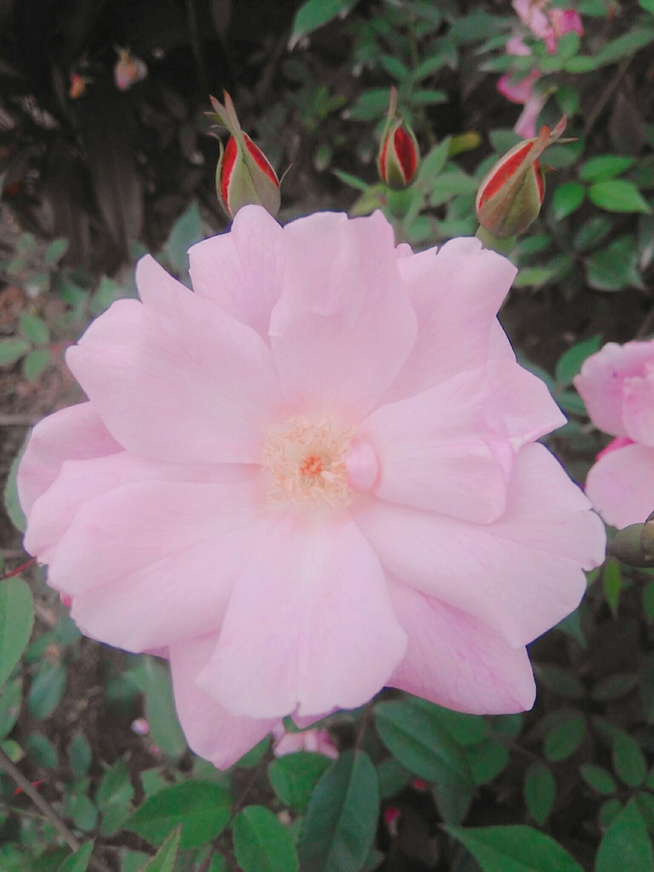 Rose