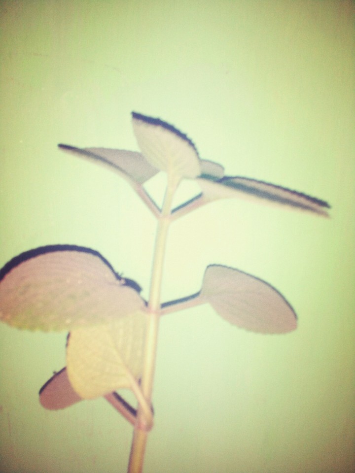 Plant treee