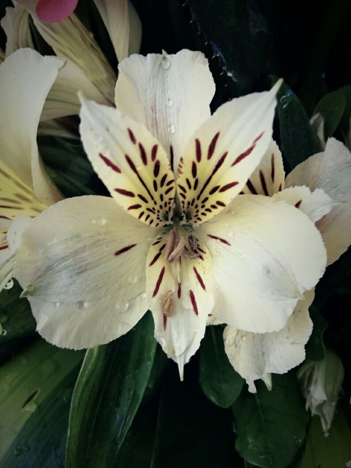 fresh flowers