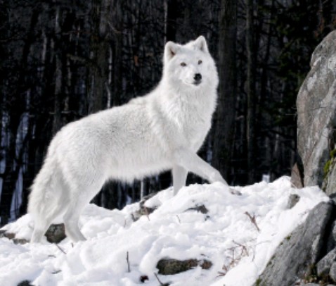 lobo