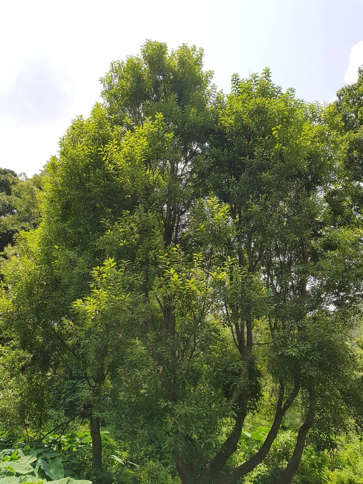 awesome tree
