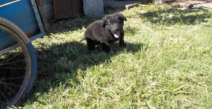mi bodocon