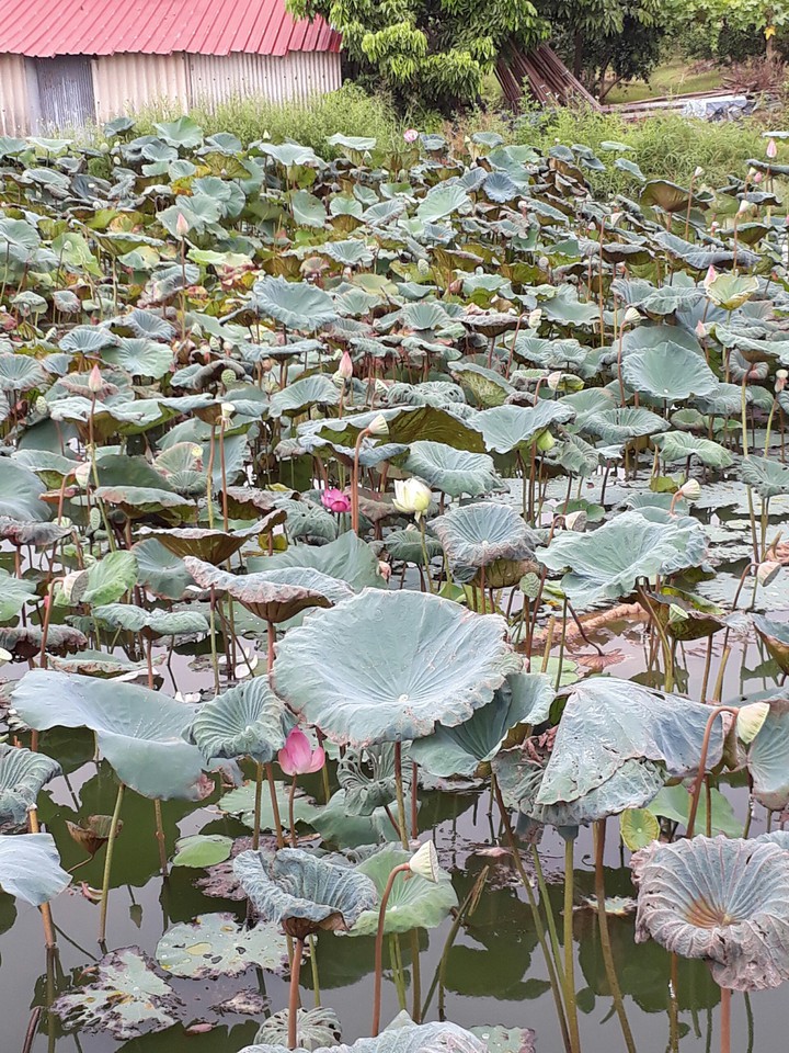 Lotus flower 荷花田