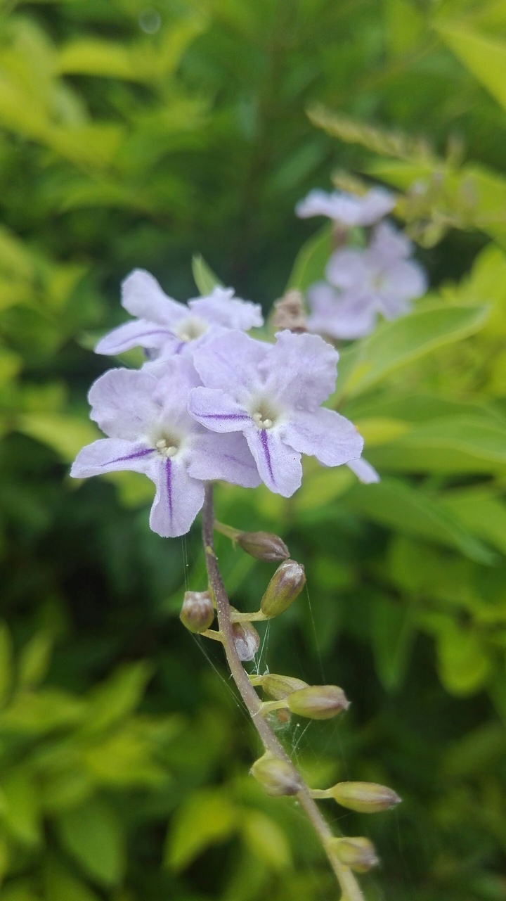 lovelyflower