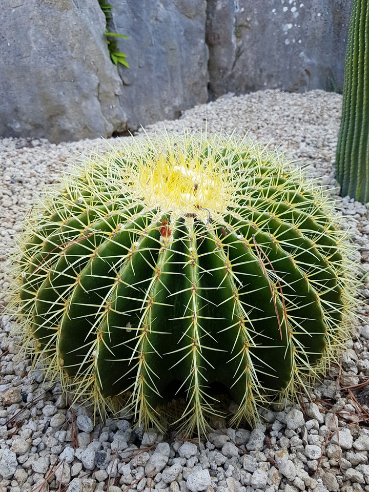 Kaktus