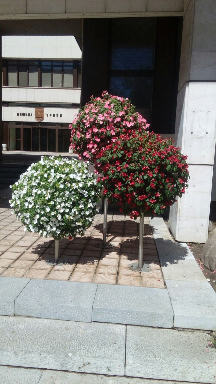 Troqn flower - BG