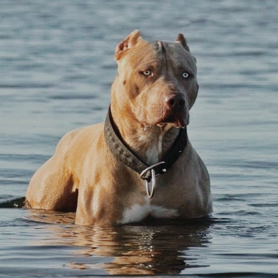 THE HEAD OF THE DOGS (PITBULL)