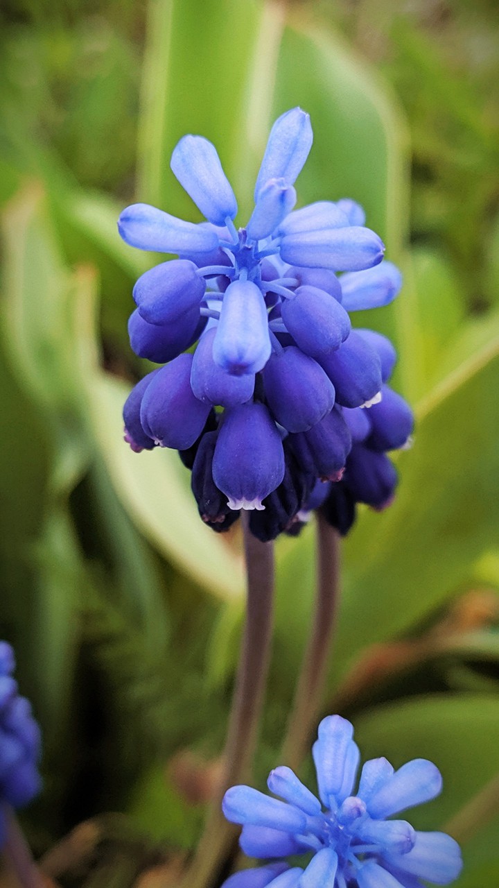 spring flower