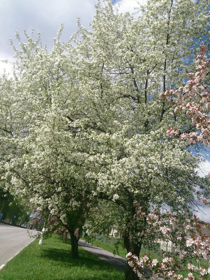 Apple trees in bloom.