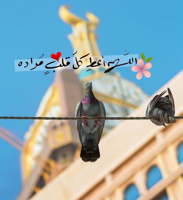 birds