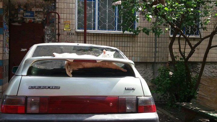 кот