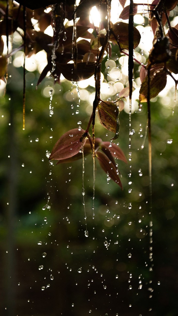 Rain water falling from leaves