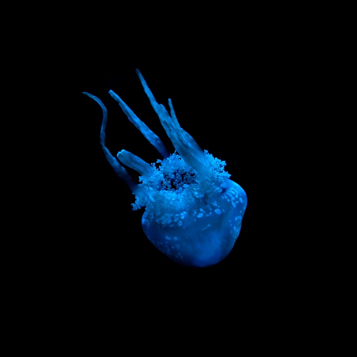 jellyfish