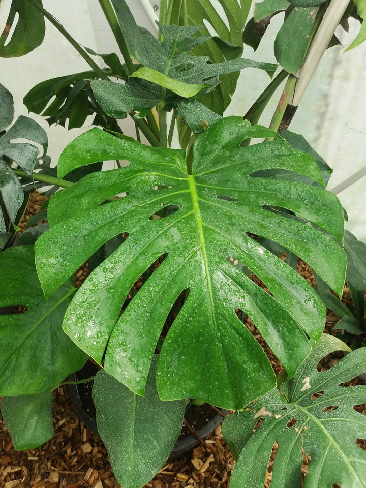 plant