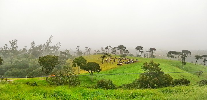 Abewela milk farm