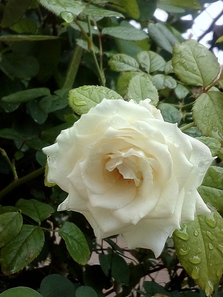 white