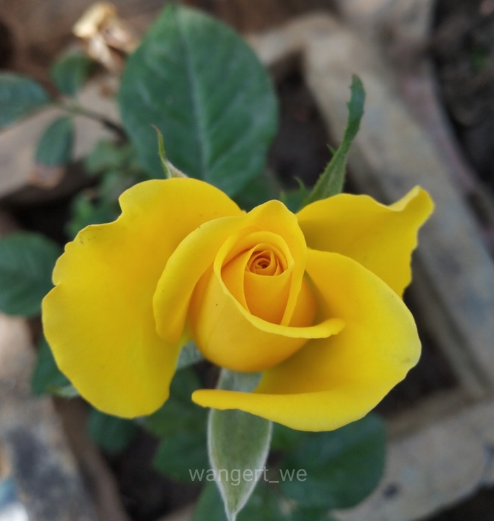 yellow flower