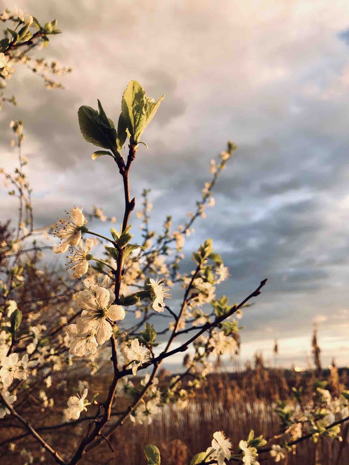 Blossom