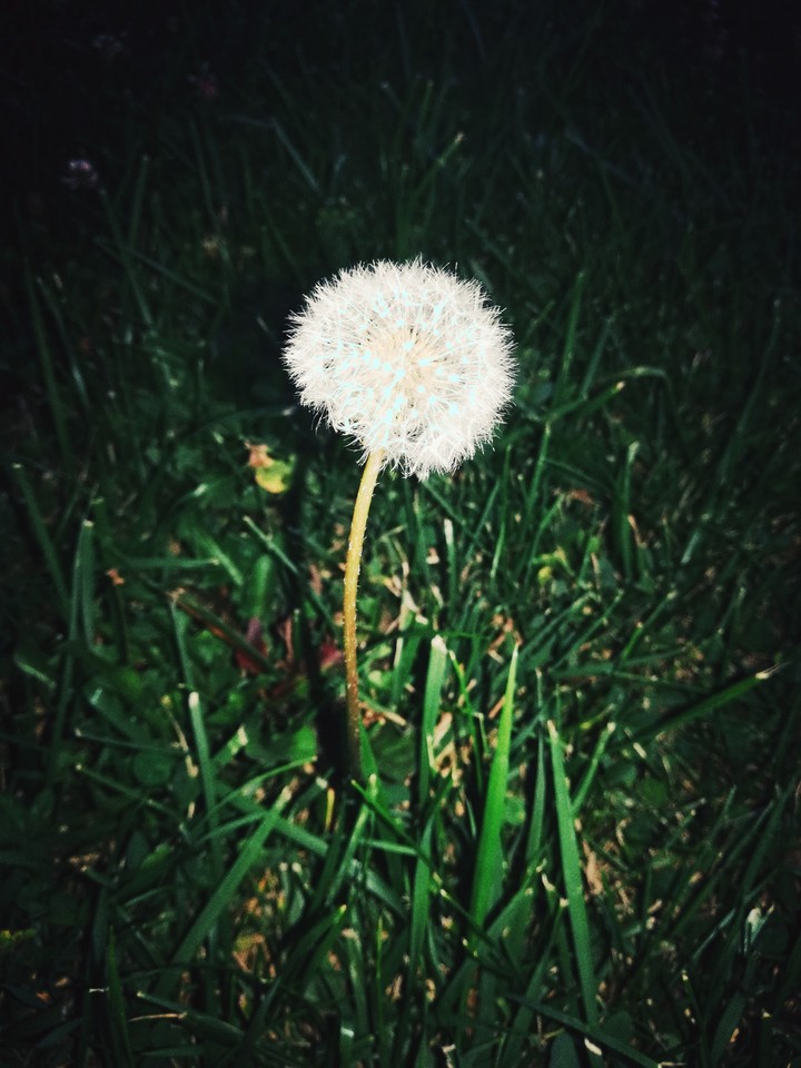 dandelions