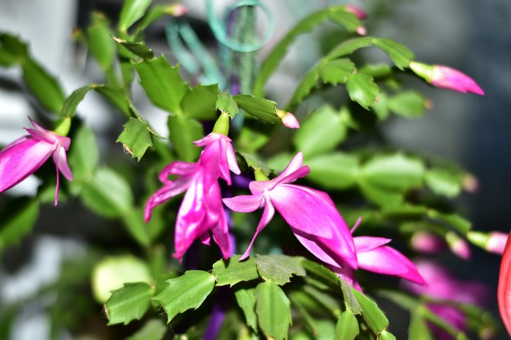plants
