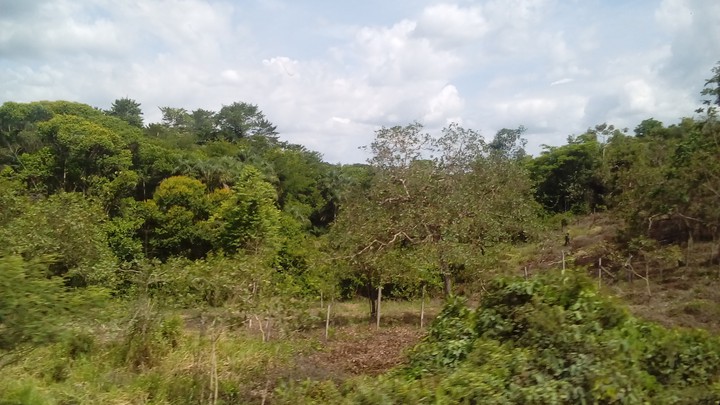 nature