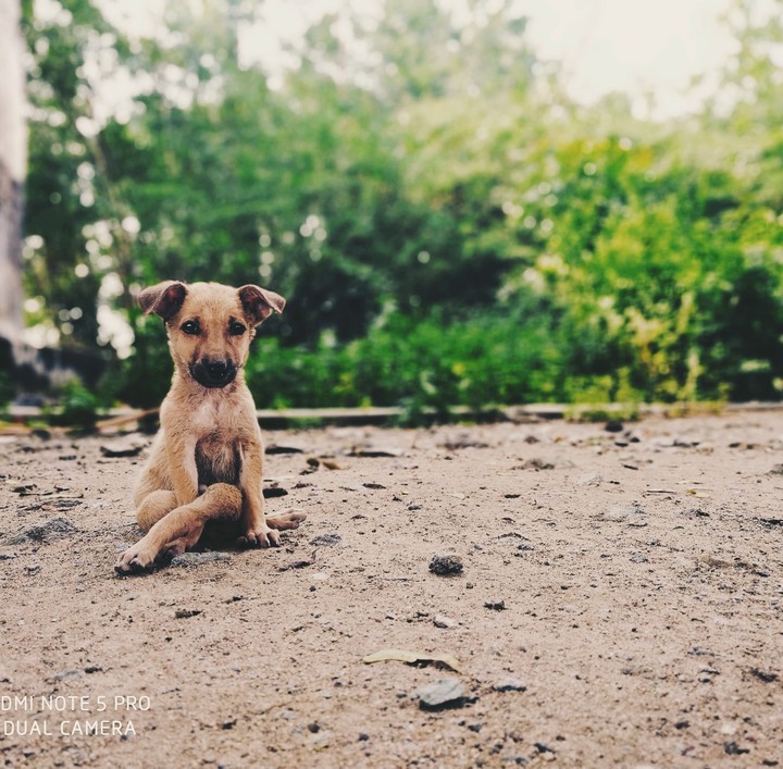 Puppy love