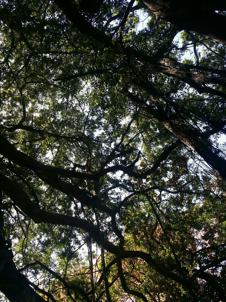 Forest sky