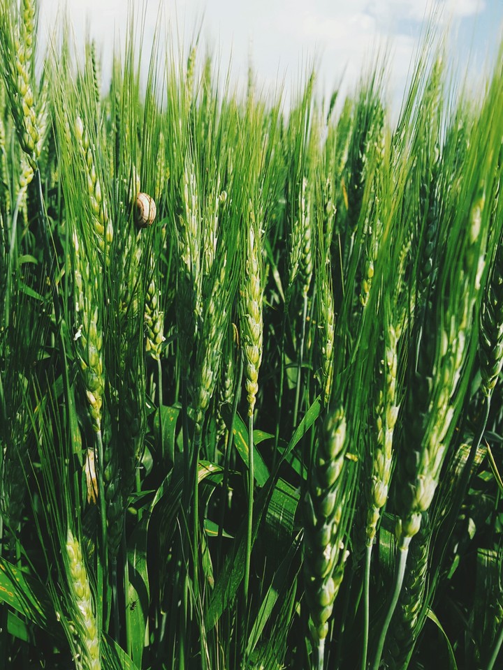 The corn-field