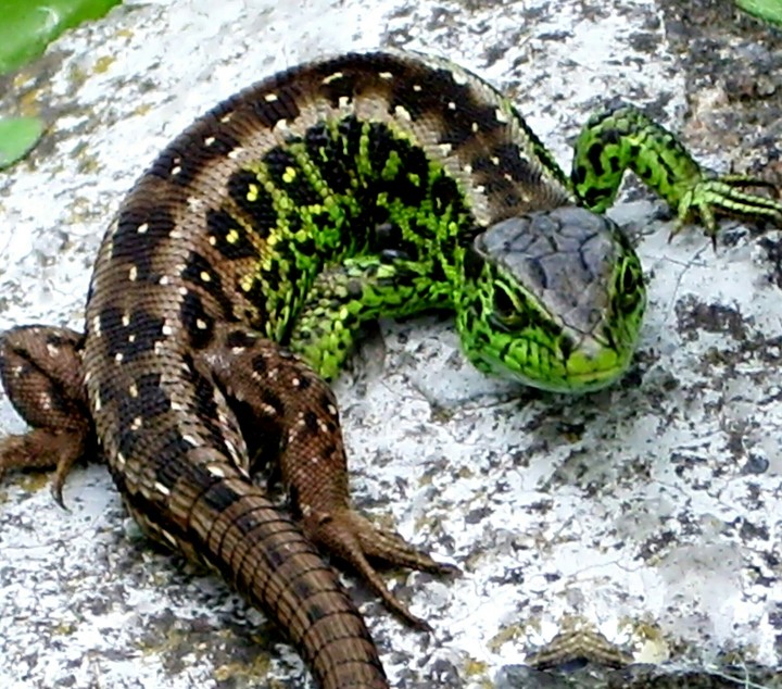 Lizard