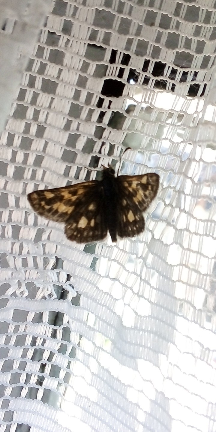 batterfly
