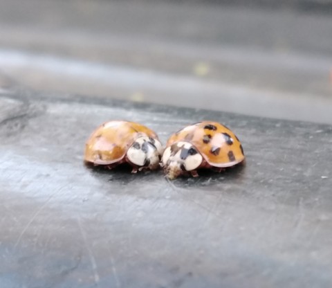 Ladybugs