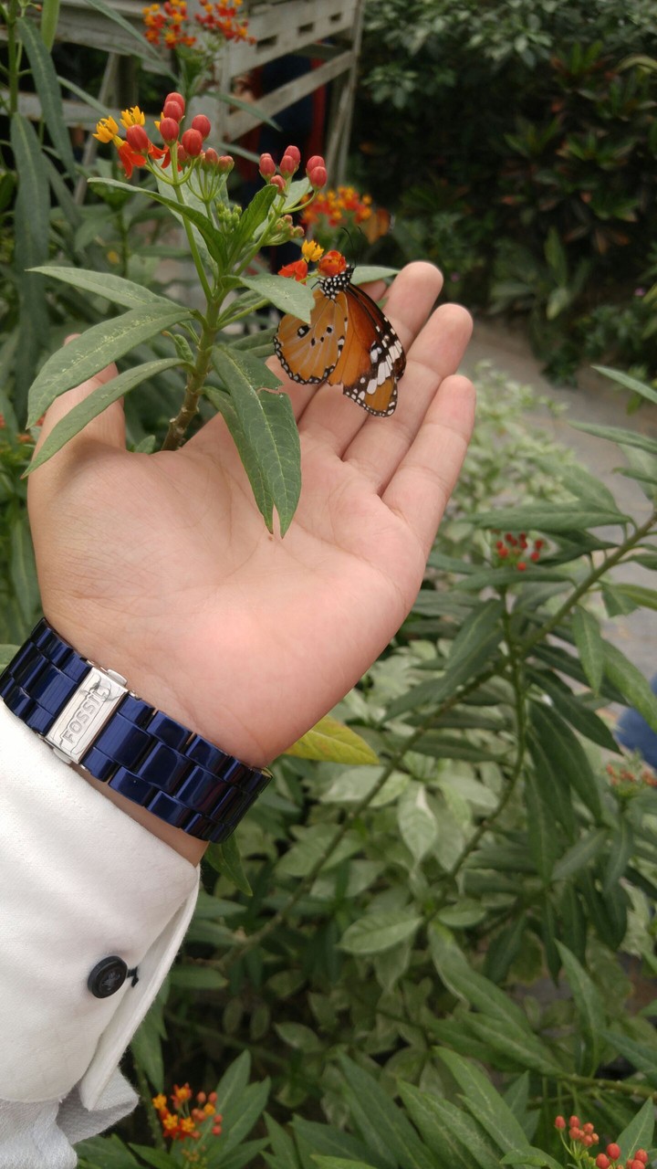 Butterflies