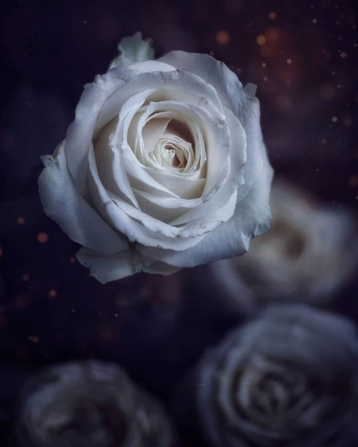 rose