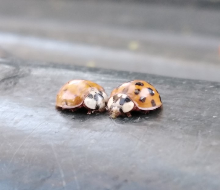 Ladybugs