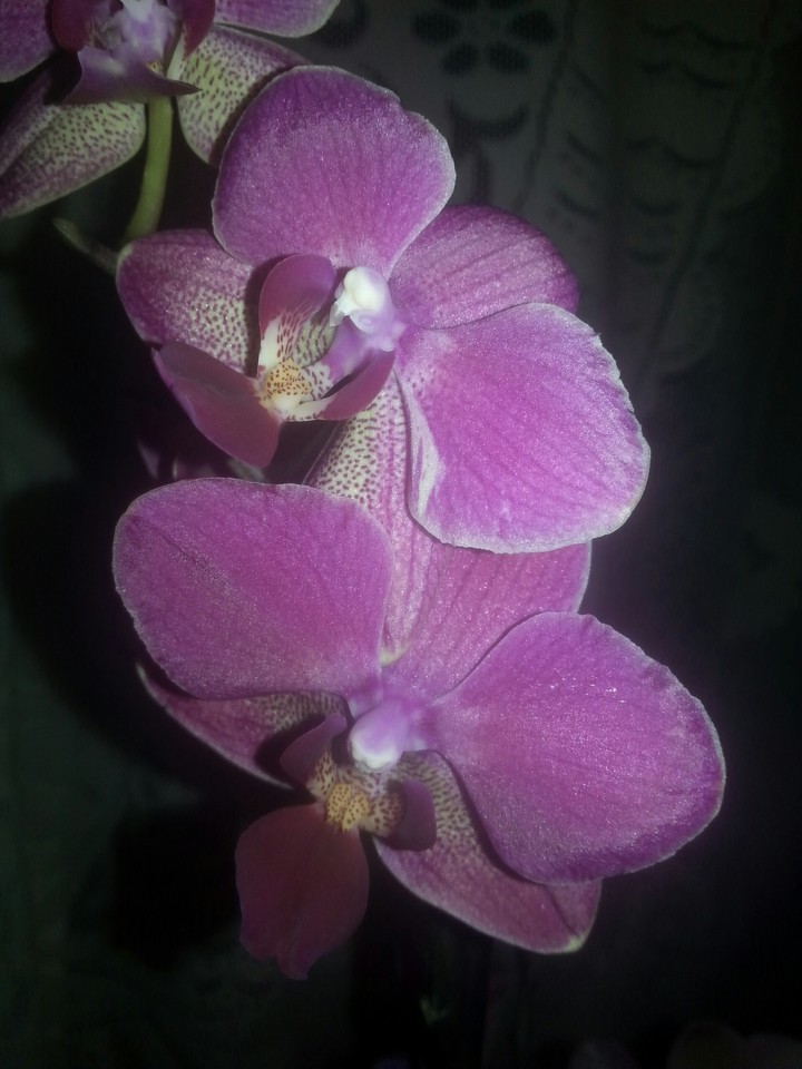 Orchids