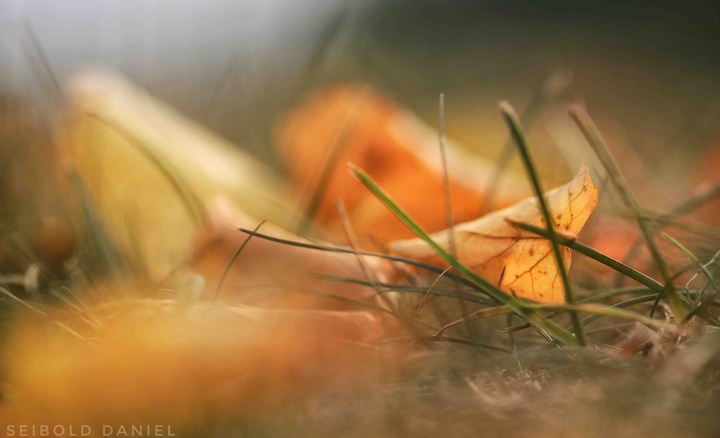 Herbst