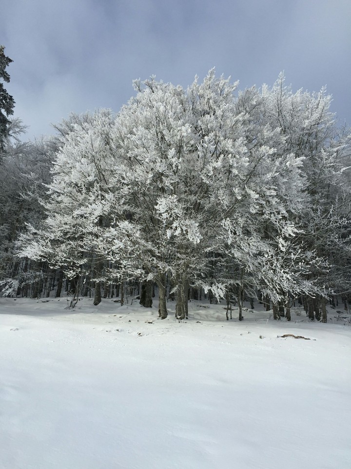 winter wonderland