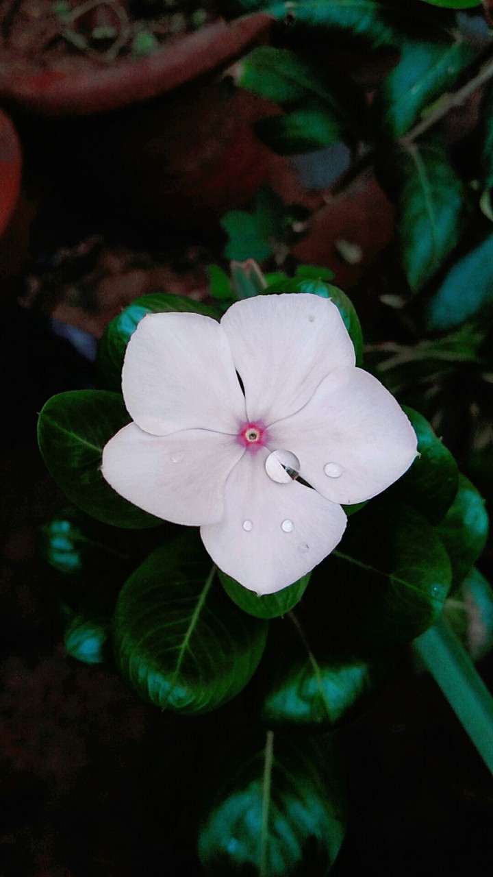 Sada bahar flower