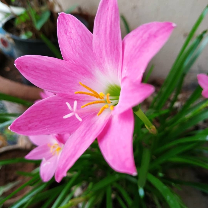 pink flowers