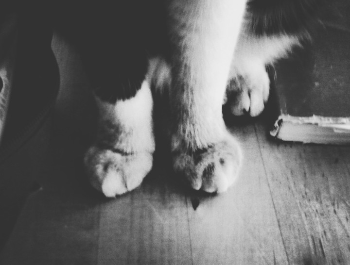 Paws