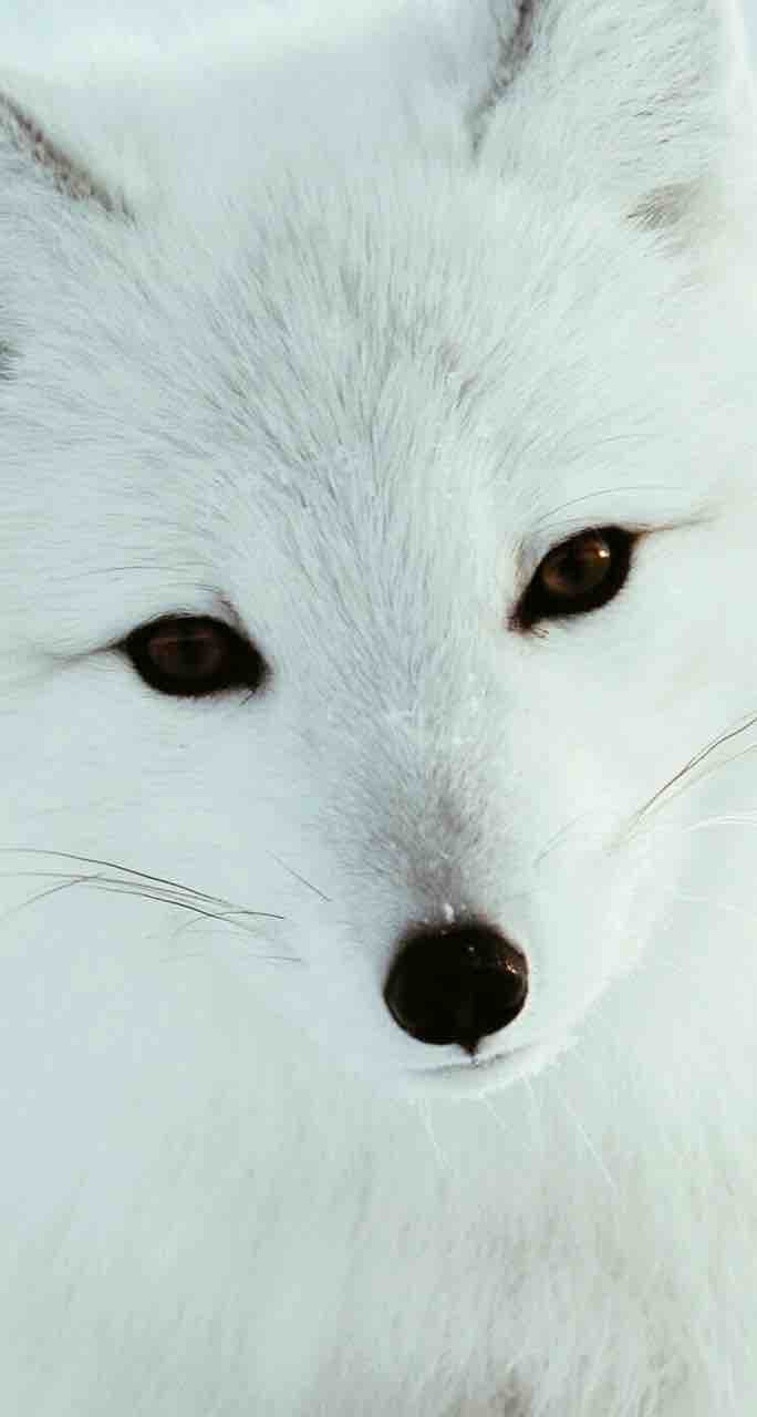 as pure as snow